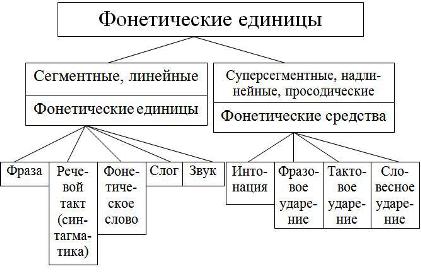 Звуки являются единицами. Классификация фонетических единиц русского языка. Фонетические единицы языка таблица. Фонетика основные единицы фонетики. Основные фонетические единицы и средства.