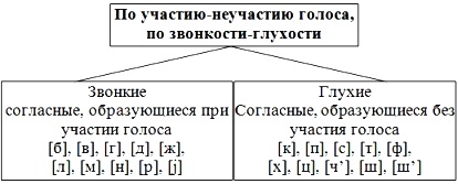 Реферат: Органы речи. Образование гласных и согласных звуков